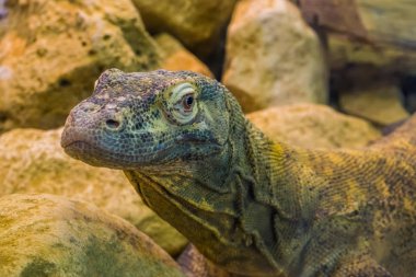 Komodo ejderha yüzü yakın planda, Endonezya 'dan tropikal gözlemci kertenkele, savunmasız hayvan türü