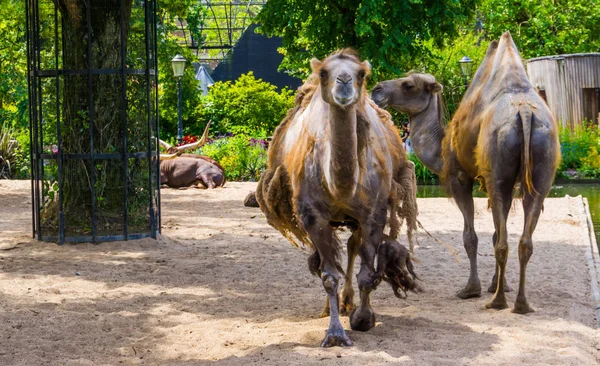 Para wielbłądów stojących razem i jeden idący w kierunku kamery, popularne zwierzęta domowe i zoo — Zdjęcie stockowe