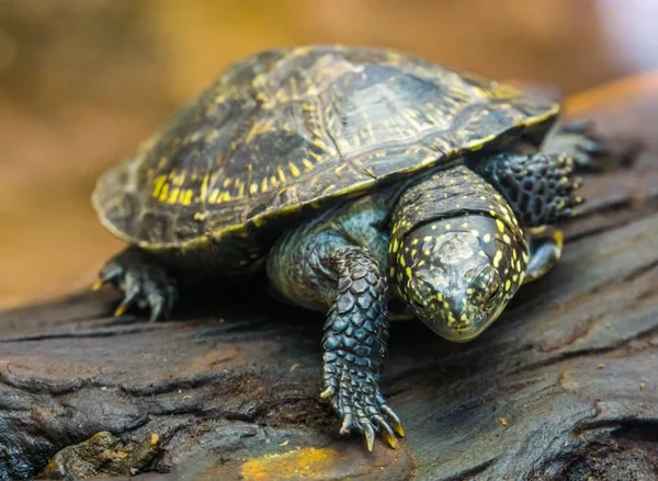 Retrato de cerca de una tortuga de estanque europea, especie de reptil tropical de Europa, Especies animales casi amenazadas —  Fotos de Stock