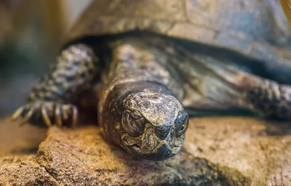 Das Gesicht einer europäischen Teichschildkröte in Großaufnahme, tropisches Reptil aus Europa, in der Nähe einer bedrohten Tierart — Stockfoto