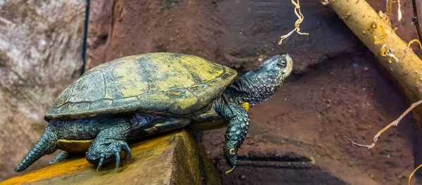 Piękny portret żółwia stawu europejskiego, Egzotyczny gad z Europy, w pobliżu zagrożonego gatunku zwierząt — Zdjęcie stockowe