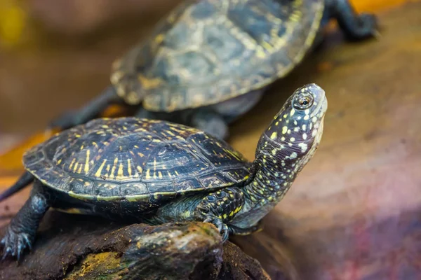 Grappige close-up van een Europese vijverschildpad, tropisch reptiel uit Europa, Dichtbij bedreigde diersoort — Stockfoto