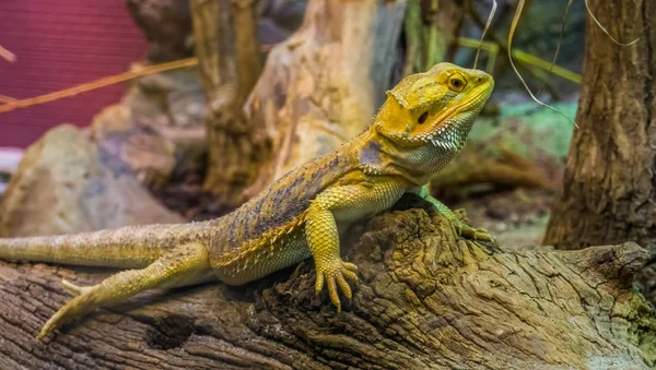 Closeup portrait of a bearded dragon lizard, popular tropical terrarium pet in herpetoculture — Stock Photo, Image