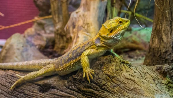 Sakallı ejderha kertenkelesinin yakın plan portresi, herpetoculture 'daki popüler tropikal evcil hayvan.
