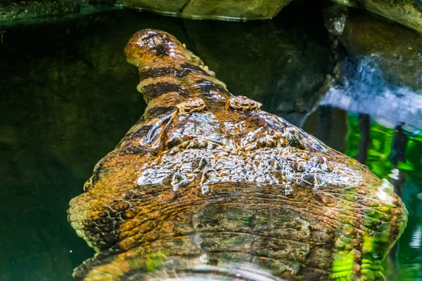Primo piano del volto di un falso coccodrillo gaviale sott'acqua, specie animali tropicali e vulnerabili provenienti dall'Asia — Foto Stock