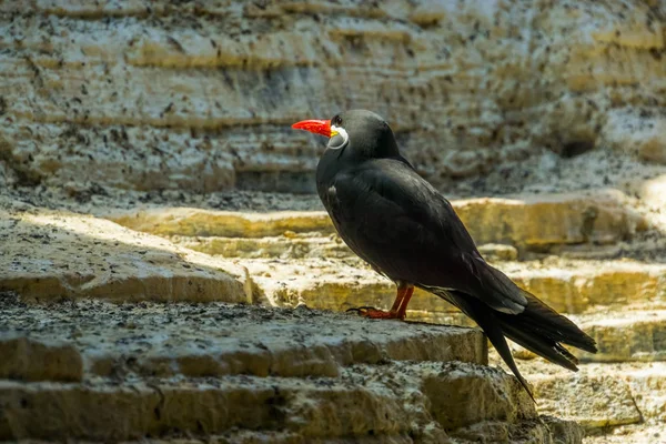 Inca stern staand op een rots, kustvogel uit peru, nabij bedreigde diersoort — Stockfoto