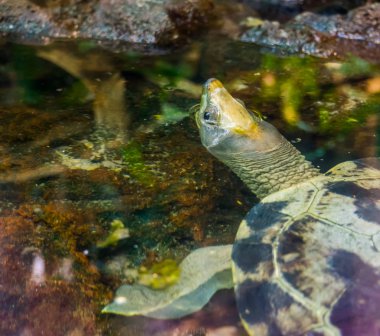 Sudaki Malezya boyalı bir terrapin 'e yakın çekim, Endonezya' dan gelen büyük tropikal kaplumbağa türü, kritik derecede tehlike altındaki hayvan türleri