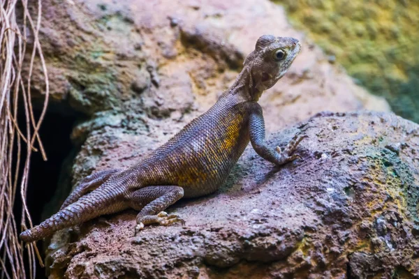 Retrato de um agama rochoso comum, espécie de lagarto tropical do deserto da África — Fotografia de Stock