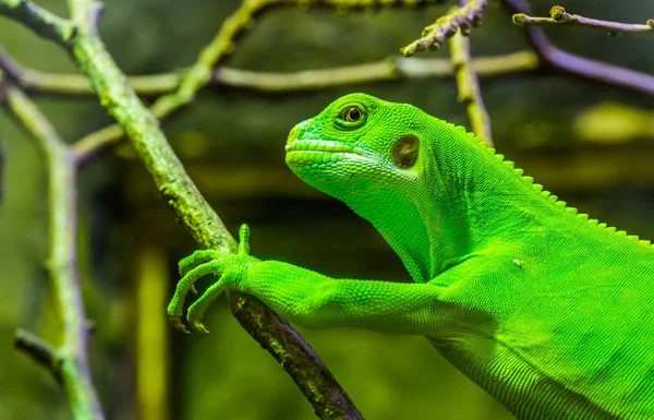緑のメスはフィジーのイグアナを密集させ熱帯のトカゲを絶滅の危機に瀕させました — ストック写真