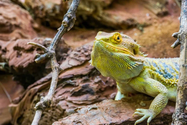 Yakından bakınca sakallı bir ejderhanın yüzü, renkli tropikal kertenkele, herpetokültürde popüler olan teraryum evcil hayvan. — Stok fotoğraf