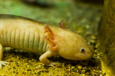 Beyaz axolotl yakın planda, Meksika yürüyen balığı, sualtı semenderi, Meksika 'dan tropikal amfibi türü, kritik tehlike altındaki hayvan türü