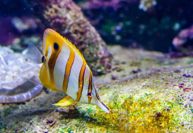Bakır bantlı kelebek balığı Pasifik Okyanusu 'ndan gelen renkli tropikal balık türü