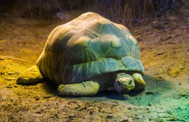 Madagaskar 'dan yakın planda radyasyonlu kaplumbağa, tropikal kaplumbağa türü, kritik tehlike altındaki hayvan türleri.
