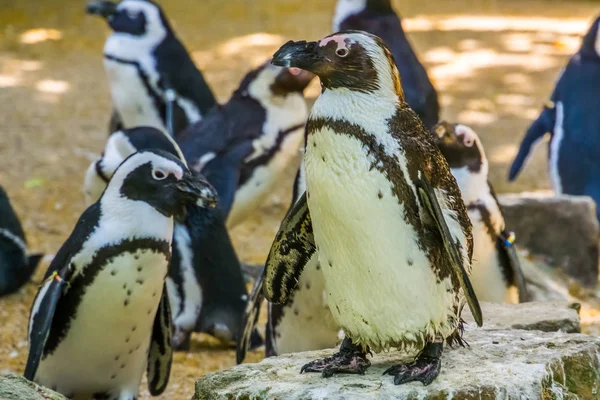 Primer plano de un pingüino africano con su colonia en el fondo, aves sin vuelo de África, especie animal en peligro de extinción — Foto de Stock
