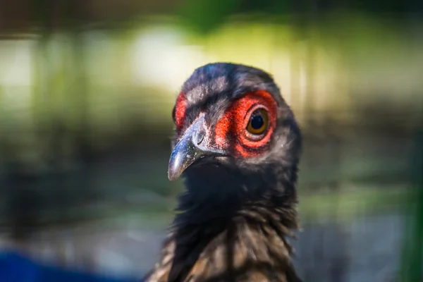 Жіноче селянське обличчя впритул, тропічний птах з В'єтнаму, критично вимираючі види тварин — стокове фото