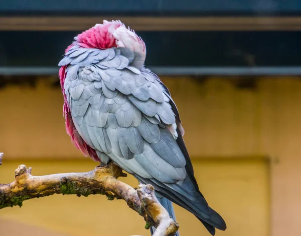 Крупный план спящего какаду с розовой грудью, тропического попугая из Австралии — стоковое фото