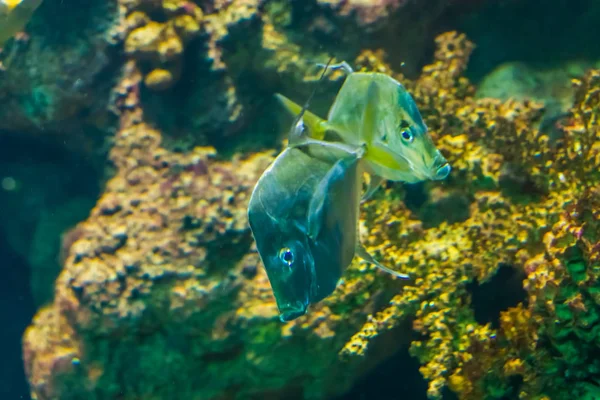 Kilátó halak pár úszás együtt, vicces ezüst lapos hal, trópusi állatfaj az Atlanti-óceán — Stock Fotó