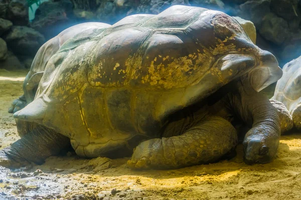 Close-up retrato de uma tartaruga gigante aldabra descansando no chão, Mundos maior espécie de tartaruga de habitação terrestre, espécies animais vulneráveis — Fotografia de Stock