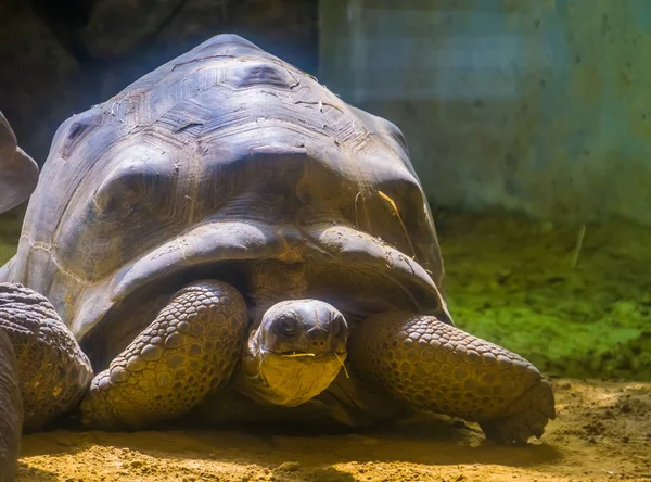 Retrato de tartaruga gigante Aldabra, maior espécie de tartaruga do mundo de madagascar, espécie animal vulnerável — Fotografia de Stock