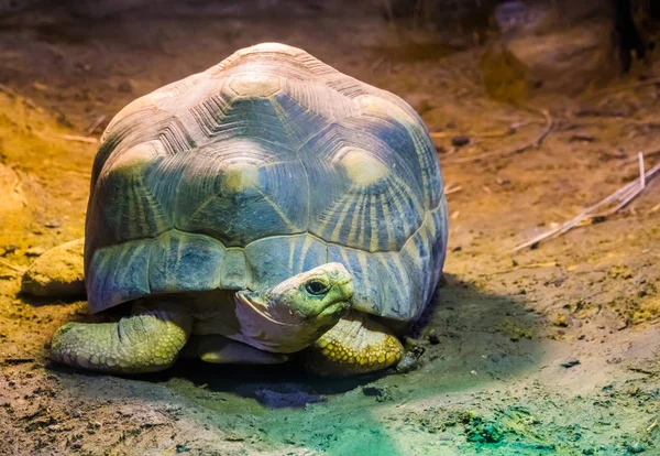 Retrato de una tortuga radiada, especie de tortuga tropical de Madagascar, especie animal en peligro crítico —  Fotos de Stock