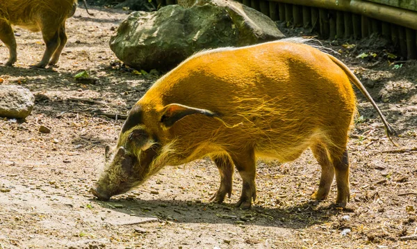 Retrato de um porco do rio vermelho, espécie de javali tropical selvagem da África — Fotografia de Stock