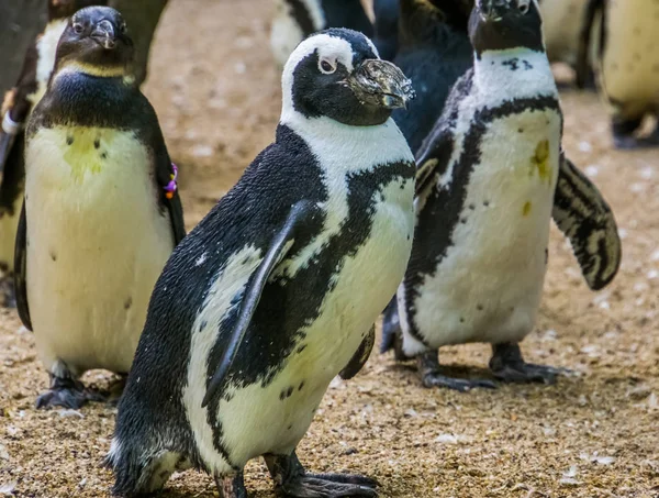 Retrato de primer plano de un pingüino de patas negras caminando en su colonia, pájaro sin vuelo de África, especie animal en peligro de extinción —  Fotos de Stock