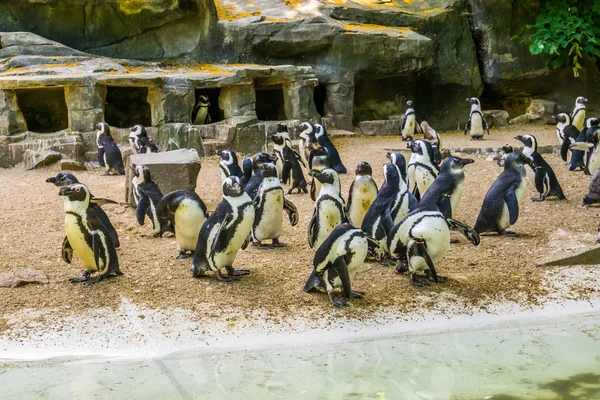 Isla llena de pingüinos africanos, familia de pingüinos de patas negras, animales del zoológico, especie animal en peligro de extinción —  Fotos de Stock