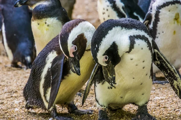 Primer plano de una divertida pareja de pingüinos de patas negras, aves sin vuelo de África, especie animal en peligro de extinción —  Fotos de Stock