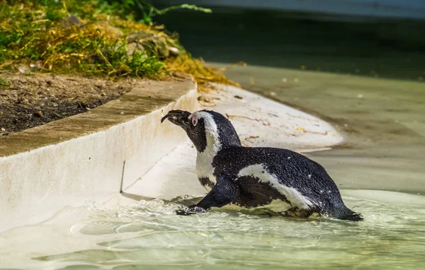 Pingüino de patas negras nadando hasta la costa, ave sin vuelo de África, especie animal en peligro de extinción —  Fotos de Stock