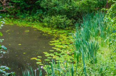 Ormandaki su birikintisi, çimenler ve zambaklarla, doğa arka planı