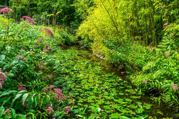 Paesaggio fluviale paesaggio con ninfee in acqua, foresta tropicale, sfondo naturale — Foto Stock