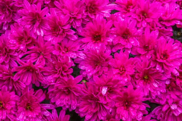 Ramo de flores de dalia rosa húmeda, flores en flor con gotas de lluvia, hermoso fondo de la naturaleza — Foto de Stock