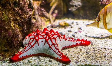 African red knob sea star in closeup, tropical ornamental aquarium pet, Starfish specie from the indo-pacific ocean clipart
