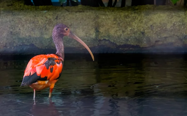 Gros plan d'un ibis rouge écarlate juvénile debout dans l'eau, espèce d'oiseau tropical coloré d'Afrique — Photo