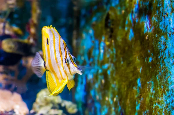 Engraçado closeup de um copperband butterflyfish, espécie de peixe tropical do oceano pacífico — Fotografia de Stock