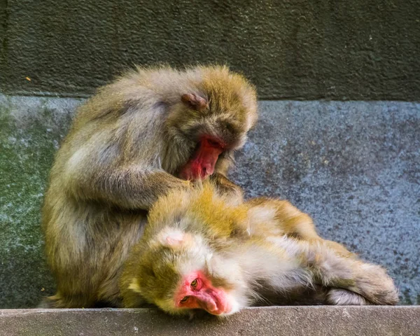 Japonés macaque pareja grooming, típico social primate comportamiento, tropical monkeys de japón — Foto de Stock