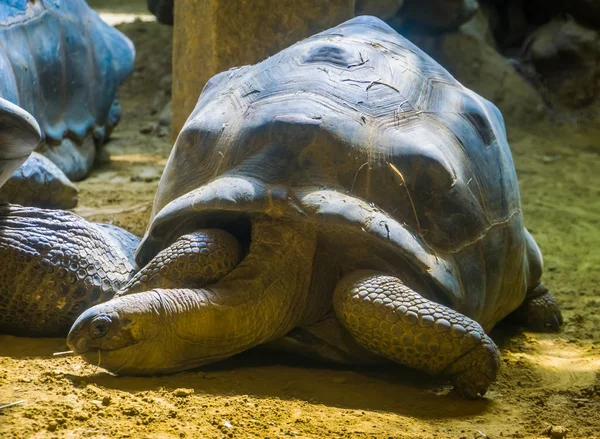Retrato de uma tartaruga gigante aldabra, maior espécie de tartaruga terrestre do mundo de madagascar, espécie animal tropical vulnerável — Fotografia de Stock