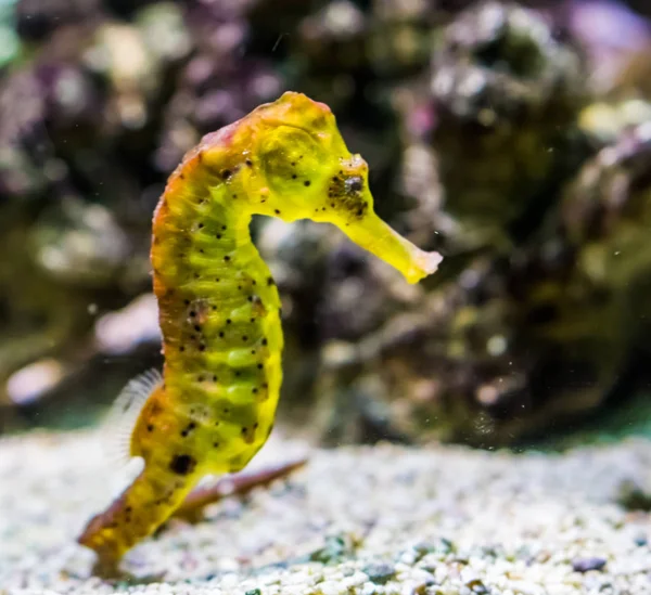 Gros plan d'un hippocampe commun de l'estuaire jaune avec des taches noires, animal d'aquarium tropical de l'océan indo-pacifique — Photo