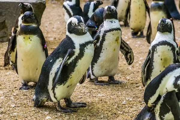 Pingüino de patas negras caminando con su familia, aves sin vuelo de África, especie animal en peligro de extinción —  Fotos de Stock
