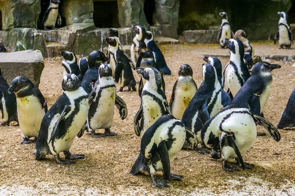 Colonia de pingüinos africanos, familia de pingüinos de patas negras, animales del zoológico, especie animal en peligro de extinción —  Fotos de Stock