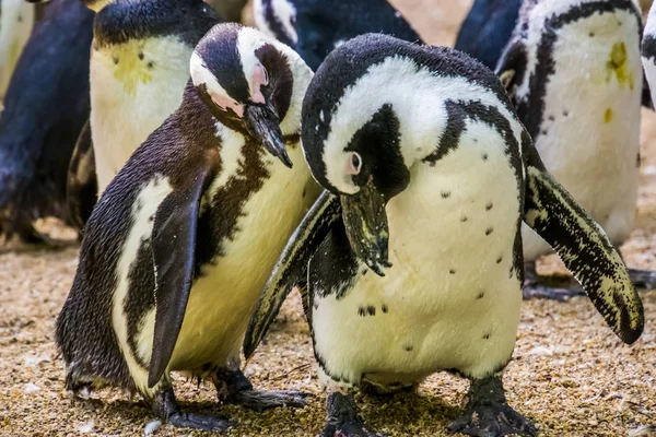 Pareja de pingüinos africanos juntos, aves sin vuelo de África, especie animal en peligro de extinción —  Fotos de Stock