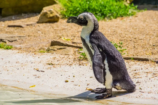 Retrato de un pingüino africano en tierra, pájaro sin vuelo de África, especie animal en peligro de extinción —  Fotos de Stock