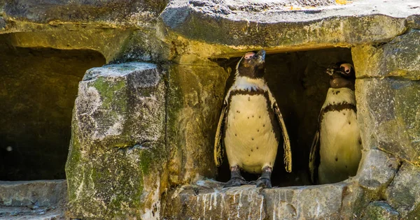 Dos pingüinos africanos de pie juntos en su cueva, aves sin vuelo de África, especie animal en peligro de extinción —  Fotos de Stock