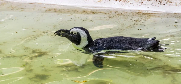 Pingüino africano nadando en el agua, ave voladora de África, especie animal en peligro de extinción —  Fotos de Stock