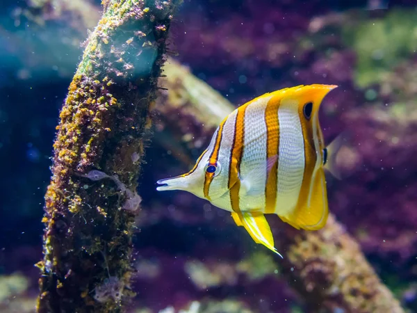 Närbild porträtt av en copperband fjäril fisk, tropiska fiskarter från Stilla havet — Stockfoto