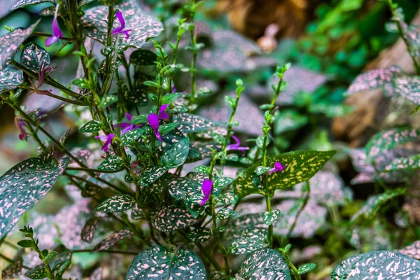 Polka dot plant in bloom with purple flowers, popular cultivated houseplant, nature background