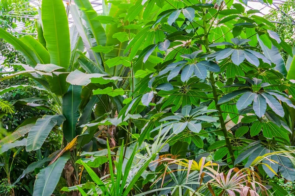 Plantas tropicais em close-up, Jardim exótico, diversas espécies populares, Natureza fundo — Fotografia de Stock