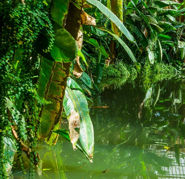 Krásné tropické zahradní scenérie s vodou a zelené listy rostlin, Exotické přírodní pozadí — Stock fotografie