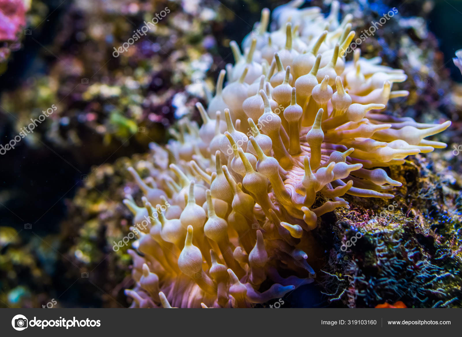 Closeup of a bulb tentacle sea anemone, popular invertebrate specie from  the indo-pacific ocean, marine life background Stock Photo by  ©jaapbleijenberg 319103160