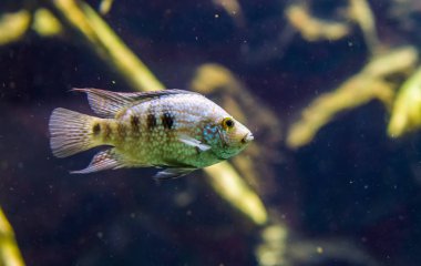 Bir Teksas cichlid 'ine yakın çekim, Rio grande levreği, tropikal inci renkli balıklar, Rio grande nehrinden gelen egzotik türler